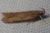 Helcystogramma lutatella