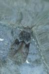 Blastobasis glandulella