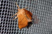 Apoda limacodes