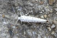Yponomeuta