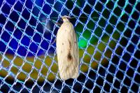 Agonopterix pallorella