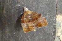Choreutis nemorana