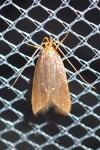 Eurodachtha pallicornella