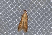 Metzneria neuropterella