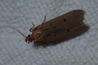 Acompsia