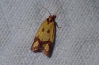 Agapeta zoegana