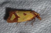 Agapeta zoegana
