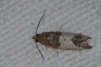 Spilonota ocellana