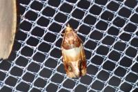 Epinotia festivana