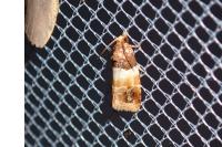 Epinotia festivana