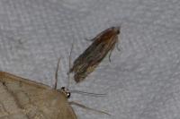 Eucosma gr. cana