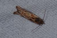 Eucosma gr. cana