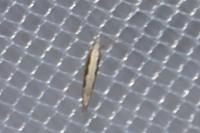 Plutella xylostella