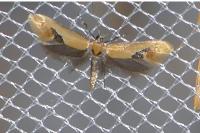 Batia lambdella