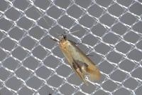 Batia lambdella