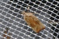 Agonopterix nervosa