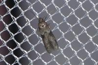 Blastobasis glandulella
