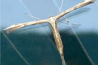 Emmelina monodactyla