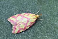 Hypercallia citrinalis