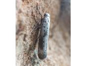 Yponomeuta irrorella