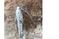 Yponomeuta irrorella