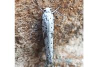 Yponomeuta irrorella