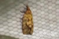 Agapeta hamana