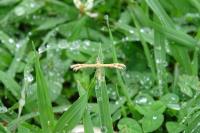 Oxyptilus