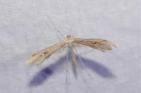 Emmelina monodactyla