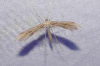 Emmelina monodactyla