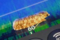 Lozotaeniodes formosana