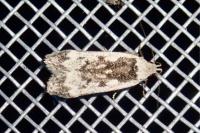 Anacampsis blattariella