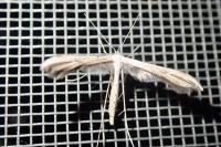 Emmelina monodactyla
