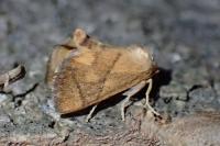 Apoda limacodes
