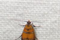 Promalactis procerella