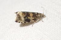 Celypha lacunana