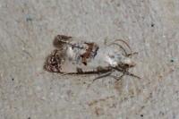Neocochylis hybridella