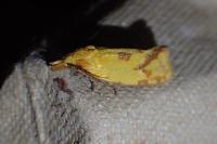 Agapeta hamana