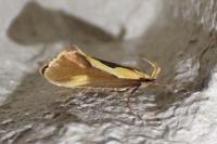 Harpella forficella