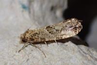 Morophaga choragella