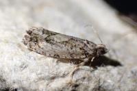 Zeiraphera isertana