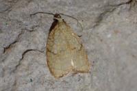 Acleris forsskaleana