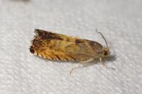 Pammene aurita