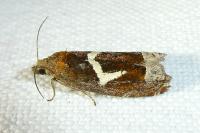 Epiblema foenella