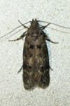Bryotropha