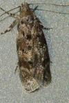 Bryotropha