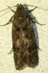 Bryotropha