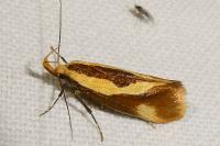 Harpella forficella