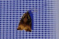 Archips podana