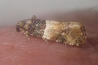 Lobesia bicinctana